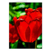 Red tulip flowers (Front)
