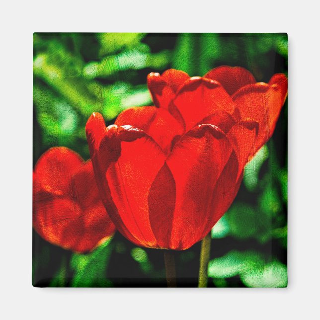 Red tulip flowers magnet (Front)