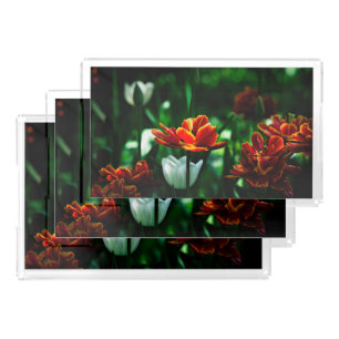 Red Tulip - His Majesty the King Acrylic Tray