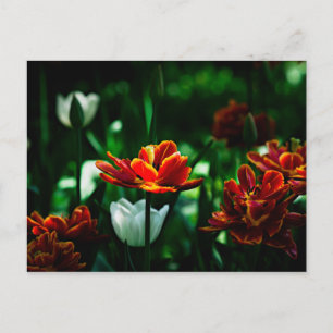Red Tulip - His Majesty the King Postcard