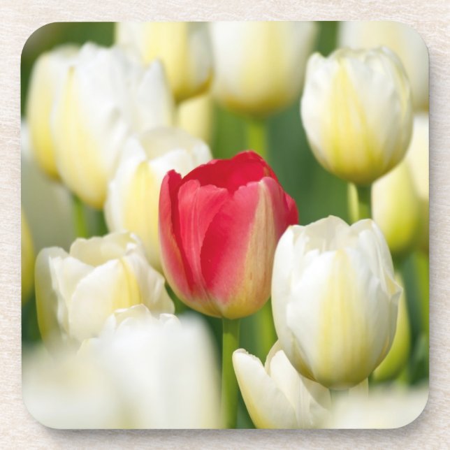 Red tulip in a field of white tulips beverage coaster (Front)