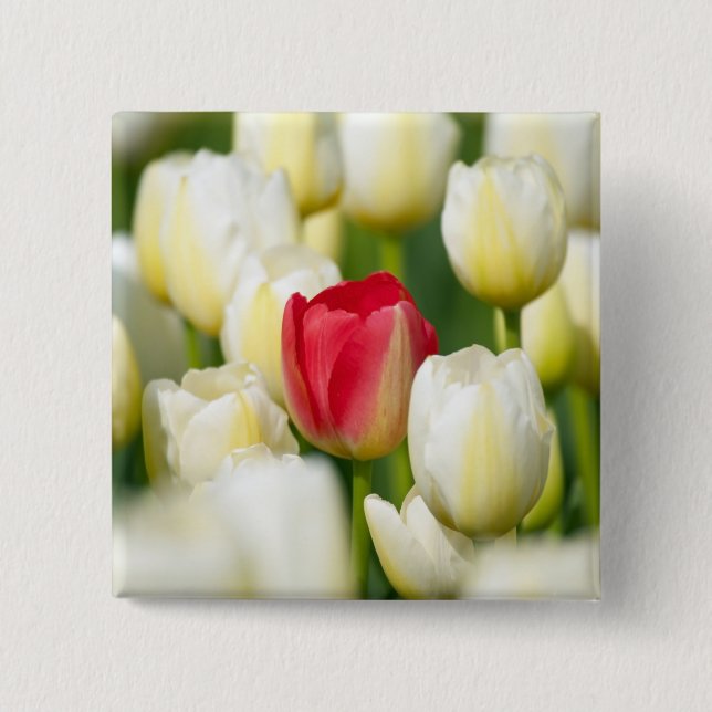 Red tulip in a field of white tulips button (Front)