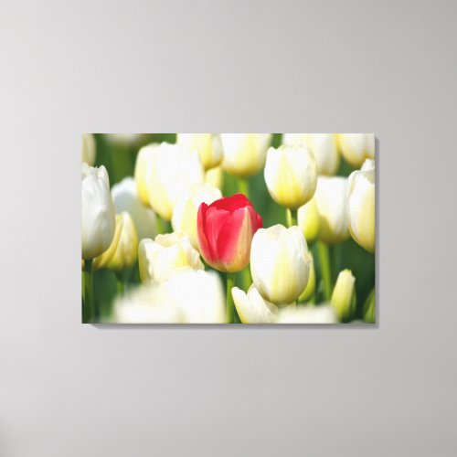 Red tulip in a field of white tulips canvas print