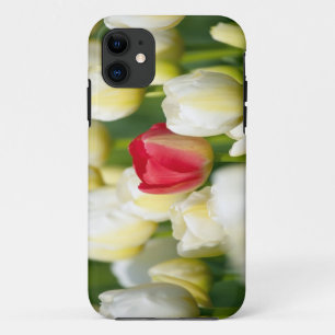 Red tulip in a field of white tulips iPhone 11 case