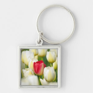 Red tulip in a field of white tulips keychain