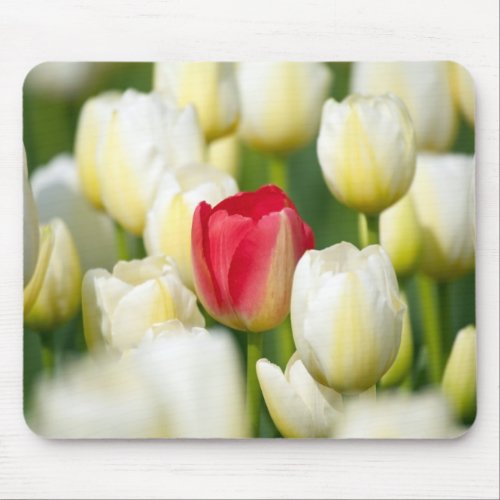 Red tulip in a field of white tulips mouse pad