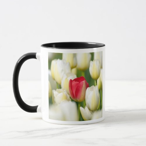 Red tulip in a field of white tulips mug