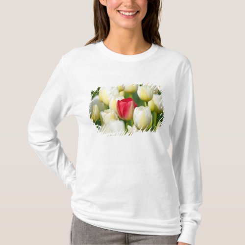 Red tulip in a field of white tulips T_Shirt