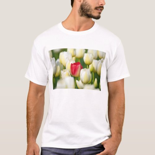 Red tulip in a field of white tulips T_Shirt