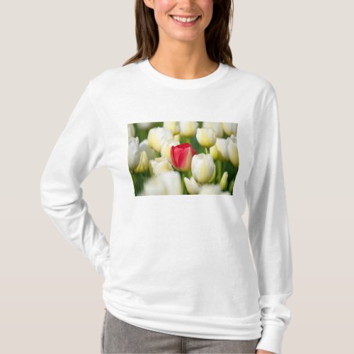 Red tulip in a field of white tulips T_Shirt