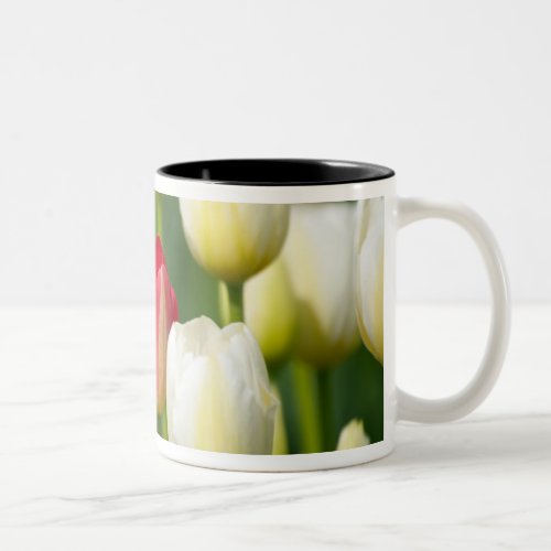 Red tulip in a field of white tulips Two_Tone coffee mug