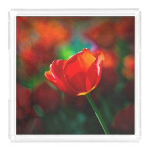 Red tulip - Mystery of blooming Acrylic Tray