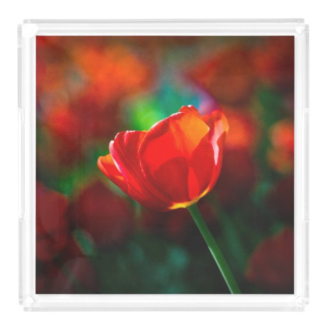 Red tulip - Mystery of blooming Acrylic Tray (Large)