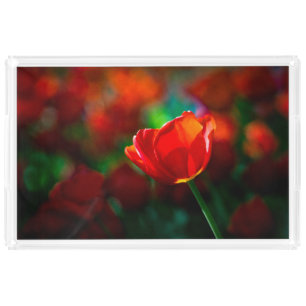 Red tulip - Mystery of blooming Acrylic Tray