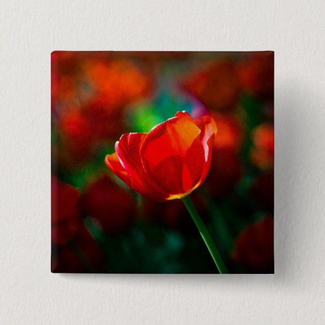 Red tulip - Mystery of blooming Pinback Button (Front)