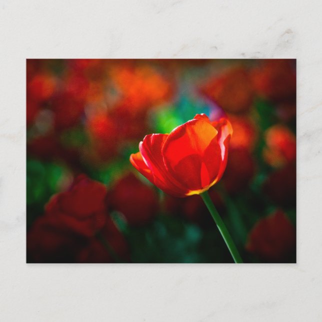 Red tulip - Mystery of blooming Postcard (Front)