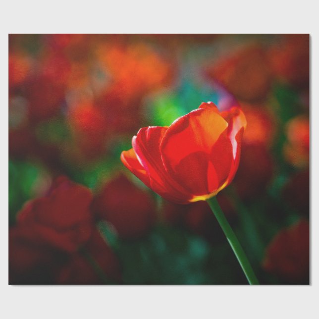 Red tulip - Mystery of blooming Wrapping Paper (Flat)