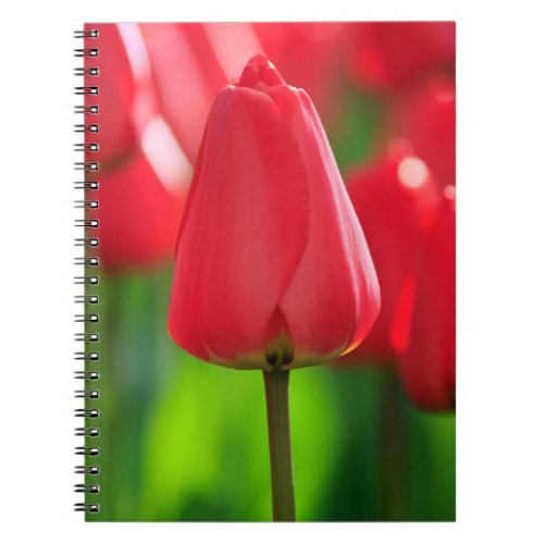 Red Tulip Notebook