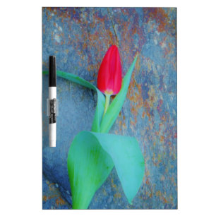 Red Tulip on Blue Grey Slate Dry-Erase Board