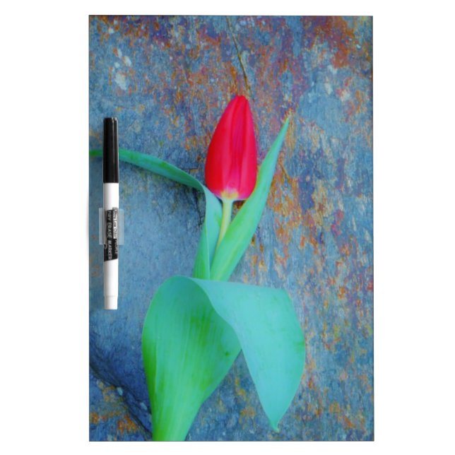 Red Tulip on Blue Grey Slate Dry-Erase Board (Front)