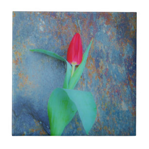 Red Tulip on Blue Grey Slate Tile