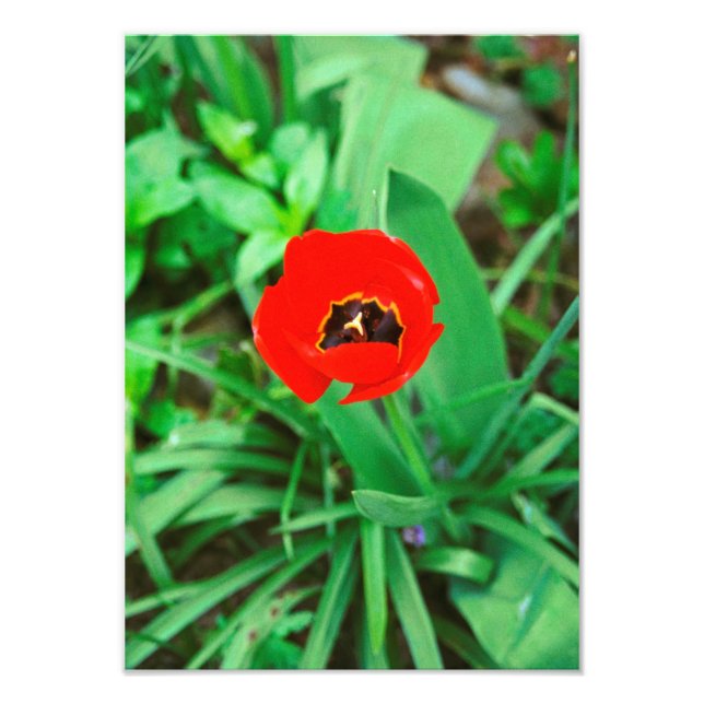 Red tulip photo print (Front)