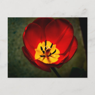 Red Tulip Post Card