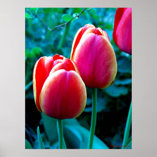 Red Tulip Poster