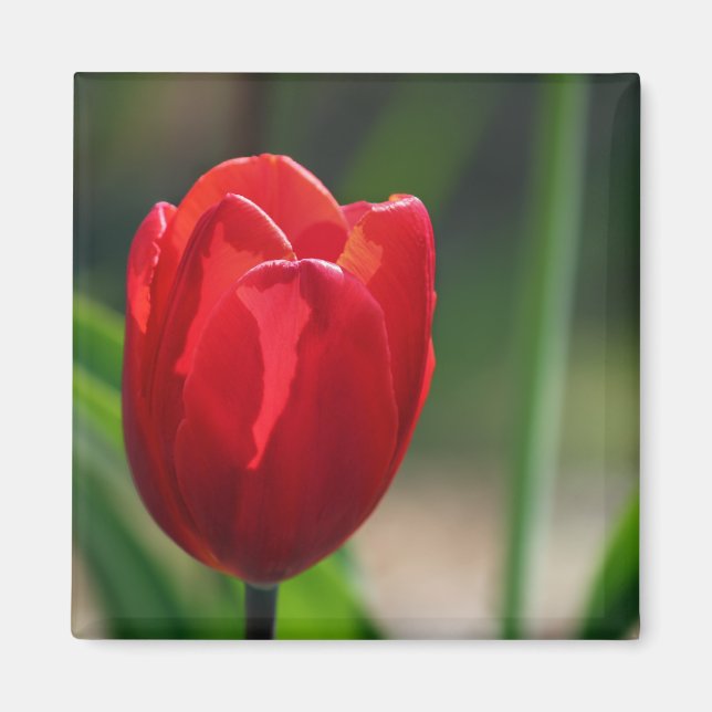 Red Tulip Spring Flower Magnet (Front)