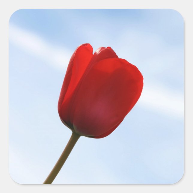 Red Tulip Sticker (Front)