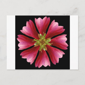 Red Tulip Tree Postcard