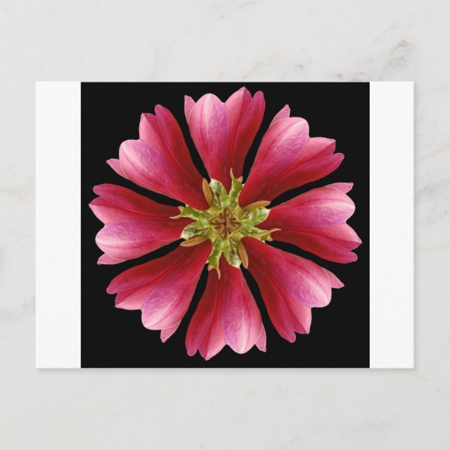 Red Tulip Tree Postcard (Front)