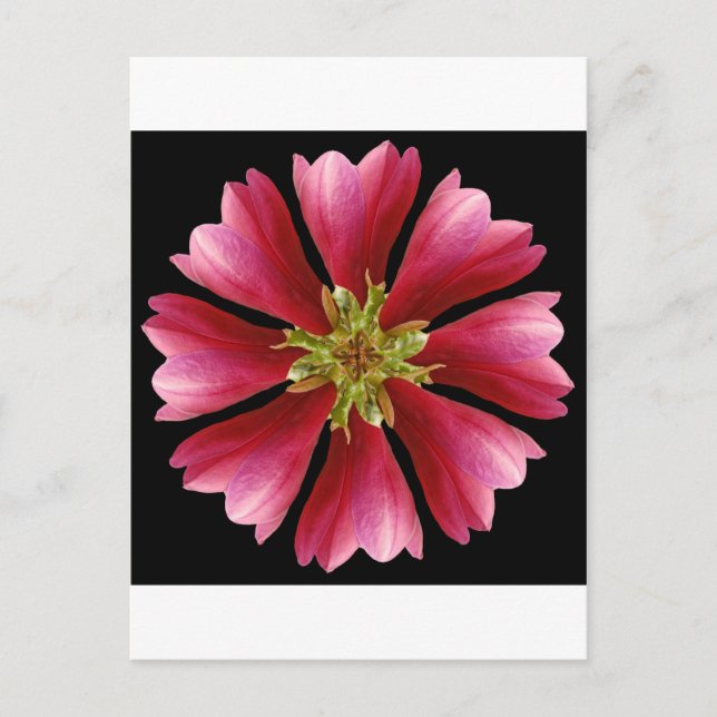 Red Tulip Tree Postcard (Front)