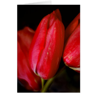 Red Tulips
