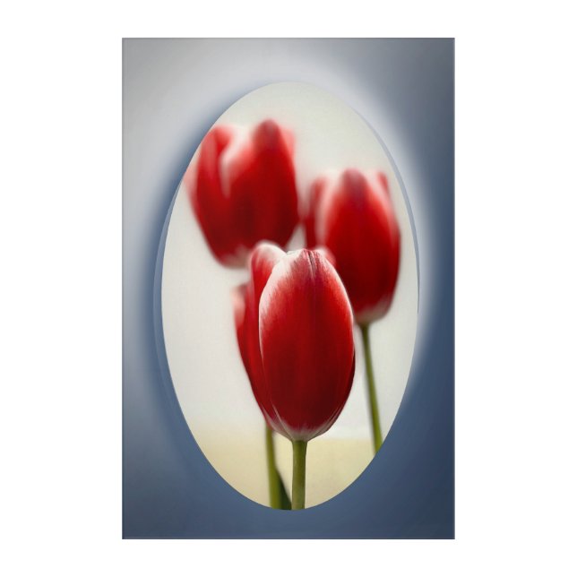 Red tulips acrylic print (Front)