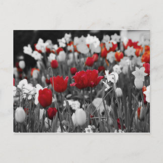 Red Tulips against black and white Postcard