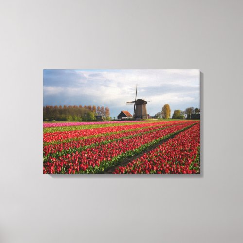 Red tulips and a windmill canvas print