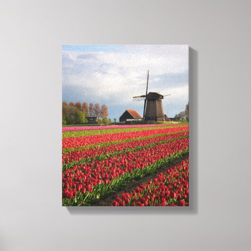 Red tulips and a windmill canvas print