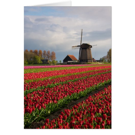 Red tulips and a windmill cards (Front)