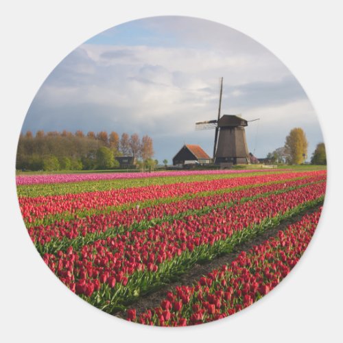Red tulips and a windmill classic round sticker