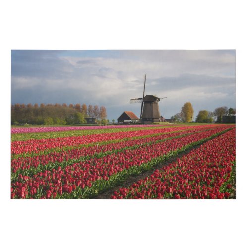 Red tulips and a windmill faux canvas print