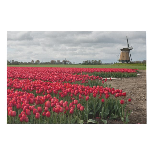 Red tulips and a windmill faux canvas print (Front)