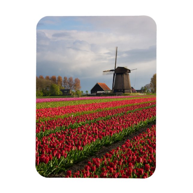 Red tulips and a windmill magnet (Vertical)
