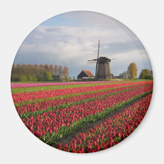 Red tulips and a windmill magnet (Front)