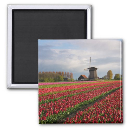 Red tulips and a windmill magnet