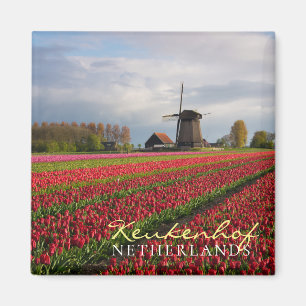 Red tulips and a windmill magnet