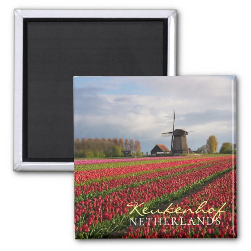 Red tulips and a windmill magnet