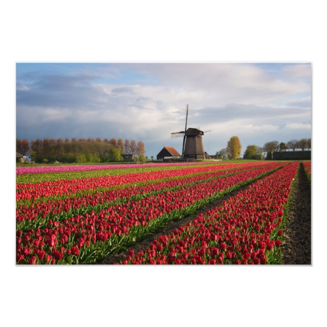 Red tulips and a windmill photo print (Front)