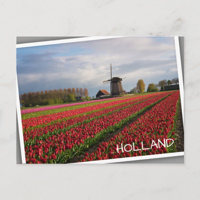 Red tulips and a windmill postcard (Front)