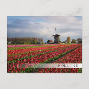 Red tulips and a windmill postcard